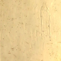 Glasplaat Champagne Antiek Glas