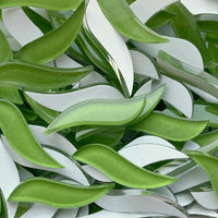 Golvende Bloemblaadjes Limoen